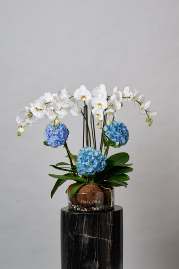 Triple Kokedama Orquídeas + Hortensias