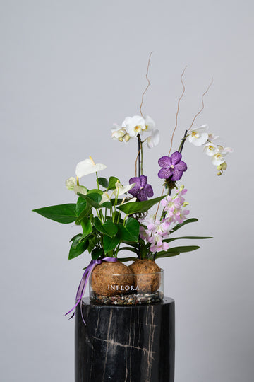 Jardin Botanico de Kokedama Orquidea + Anthurium