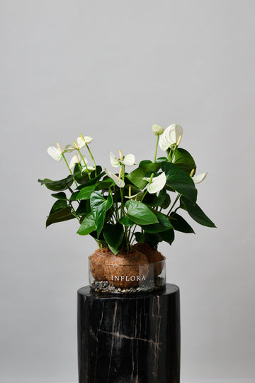 Triple Kokedama Anthuriums