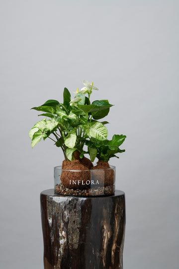 Triple Kokedama Anthurium, Romeo y Helecho