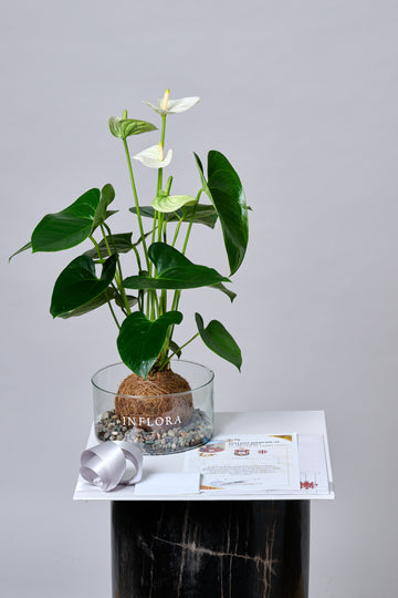 Kokedama Anthurium - Set de Condolencia