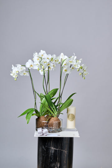 Triple Kokedama Orquídea - Set de Condolencias