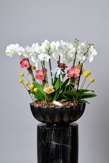 Jardin Botanico de Orquideas XL + Craspedias & Vandas