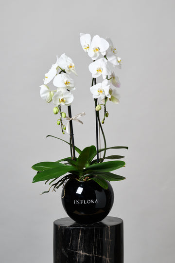 Orquídea Mediana Cascada