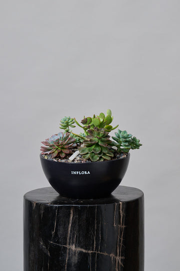 Succulent Garden
