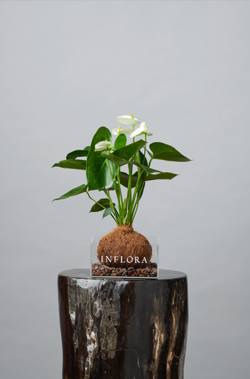 Kokedama Anthurium - Envio Nacional