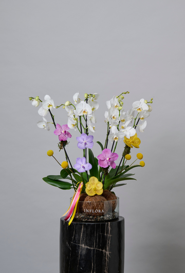 Jardín de Kokedama Orquídea Triple