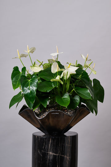 Jardin de Anthuriums Ondas