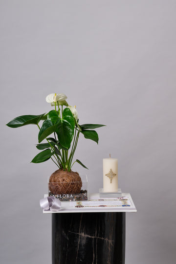 Kokedama Anthurium + Cirio - Sets de Condolencias Envio Nacional