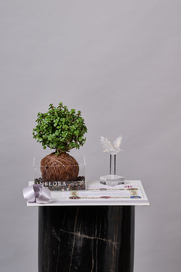 Kokedama Árbol de la Abundancia + Colibri - Sets de Condolencias Envio Nacional