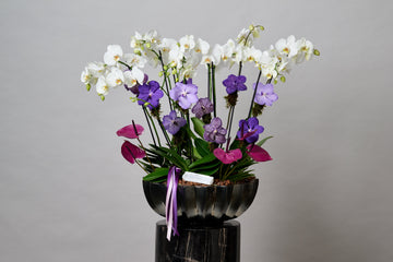 Orquídeas: Belleza y Elegancia