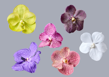 Orquideas: cuidados, tipos y beneficios