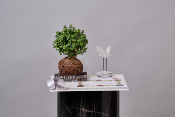 Kokedama Envio Nacional