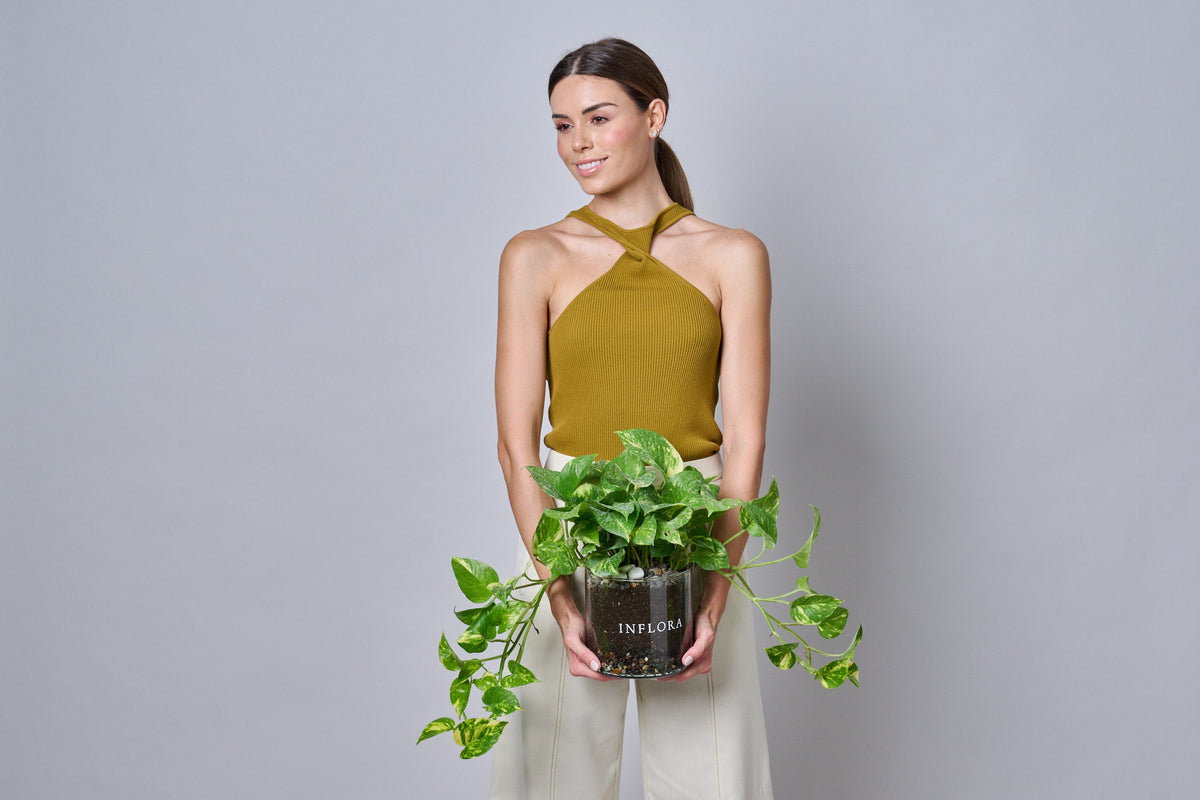 Plantas – Regala Inflora