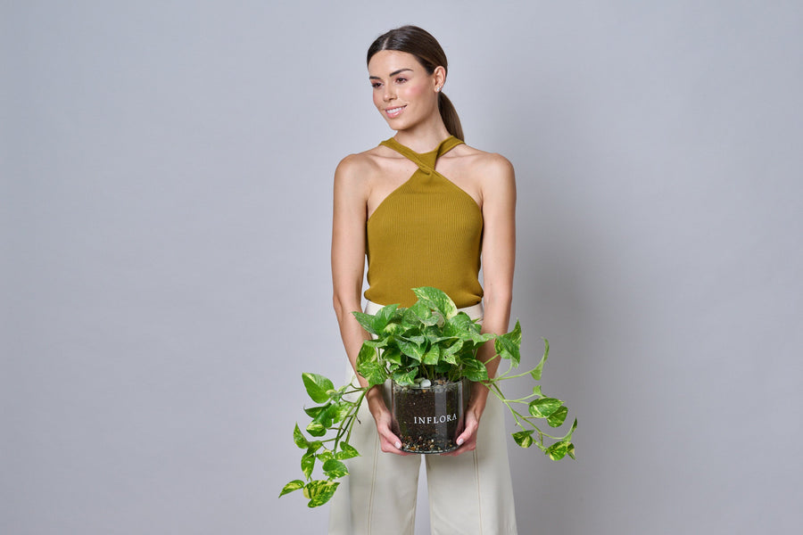 Plantas – Regala Inflora