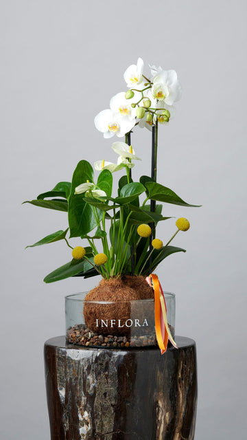 Kokedama Doble Orquídea Craspedia