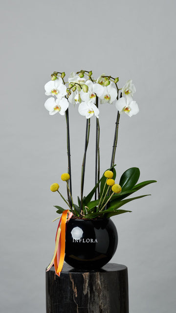 Jardín de Orquídea Craspedia Mediana