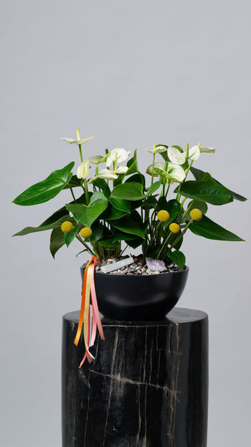 Jardín de Anthuriums + Craspedias