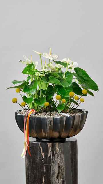 Jardín Botánico de Anthuriums + Craspedias