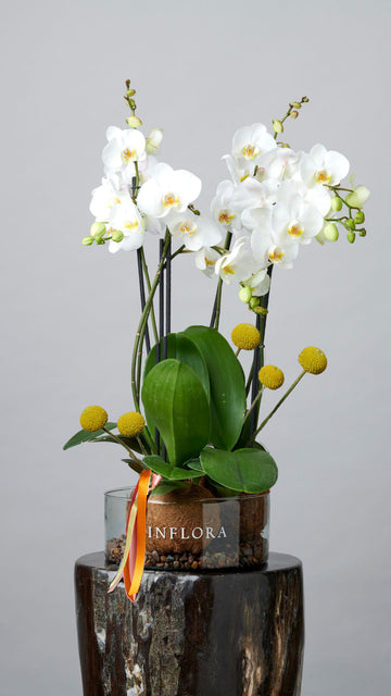 Kokedama Triple Orquidea + Craspedia