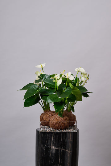 Kokedama Triple Anthurium