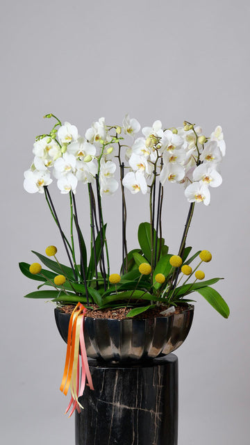 Bowl Trinitate con Orquídeas