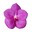 Regala Inflora logo