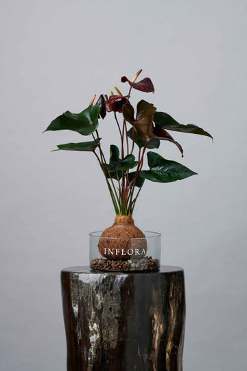 Kokedama Anthurium Vino