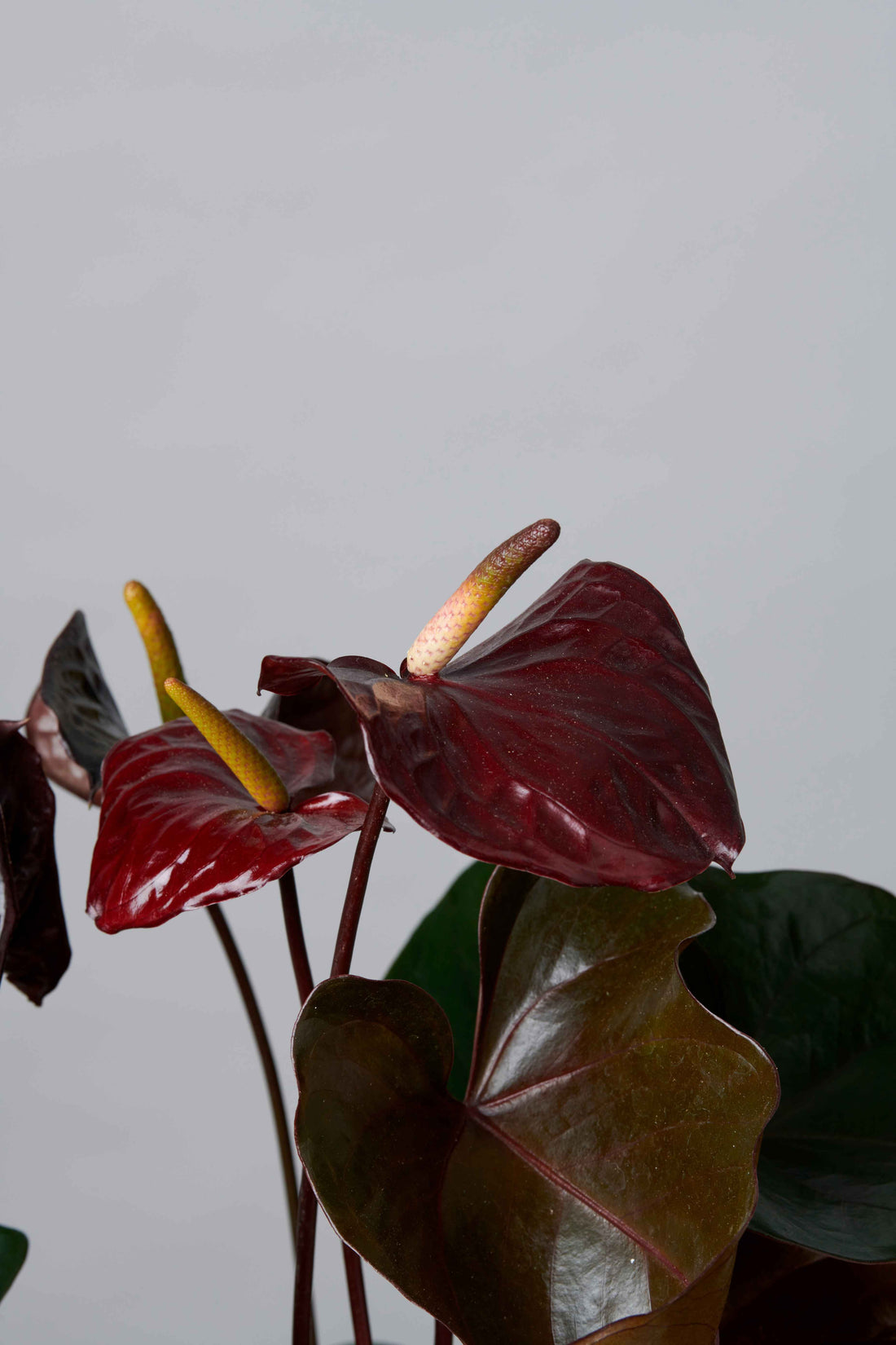 Kokedama Anthurium Vino
