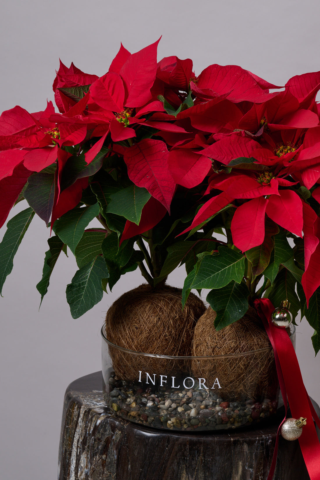 Kokedama Nochebuena Doble