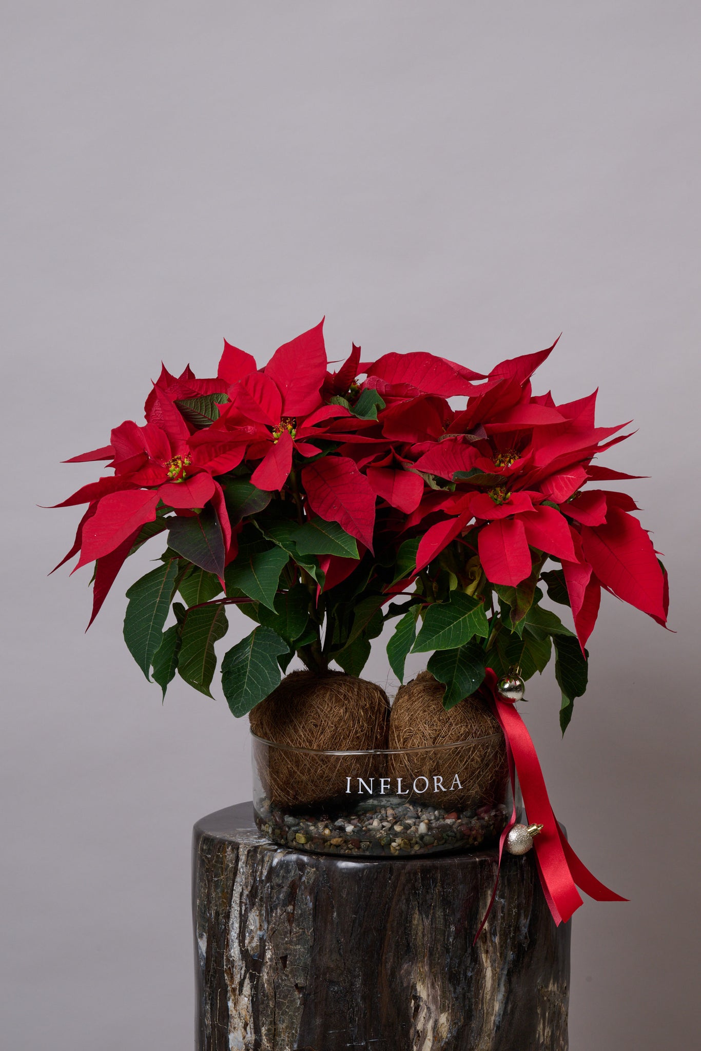 Kokedama Nochebuena Doble