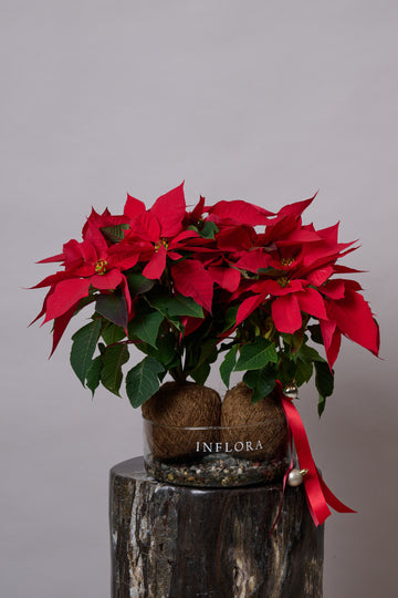 Kokedama Nochebuena Doble