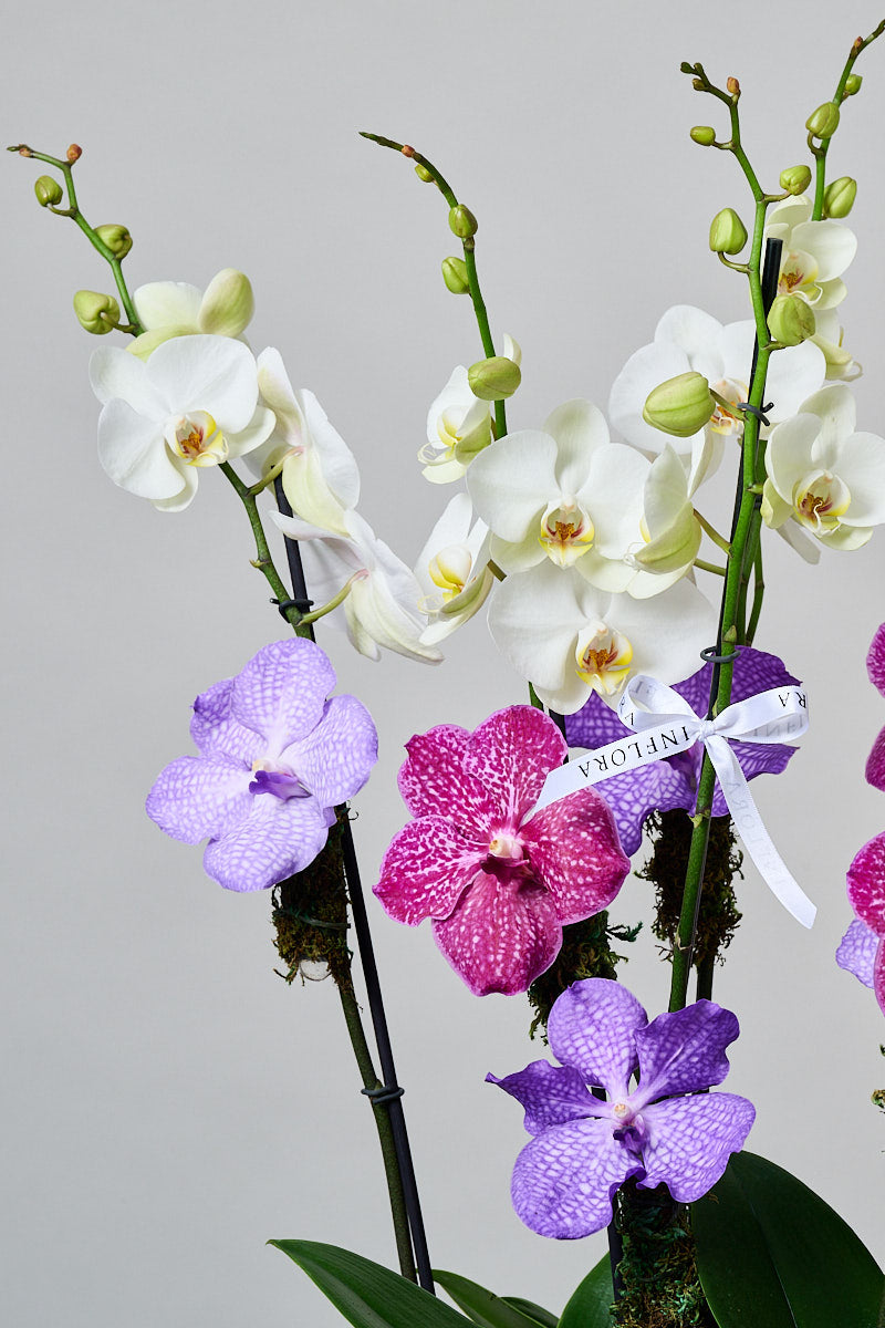 Mini Orchid Wonder