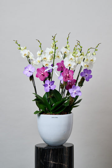 Mini Orchid Wonder