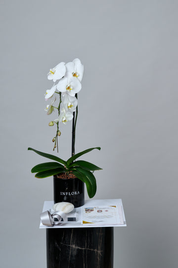 Orquídea Cascada + Corazón + Misa
