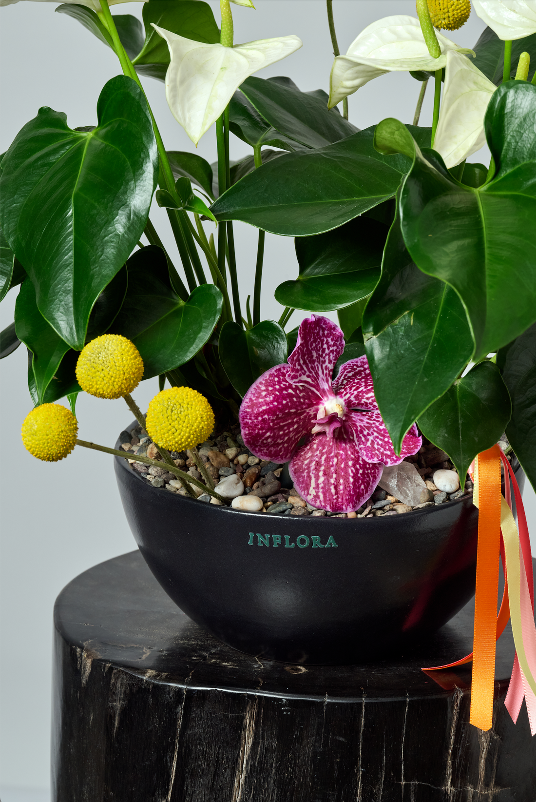 Jardín de Anthuriums + Craspedias & Vandas