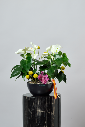Jardín de Anthuriums + Craspedias & Vandas