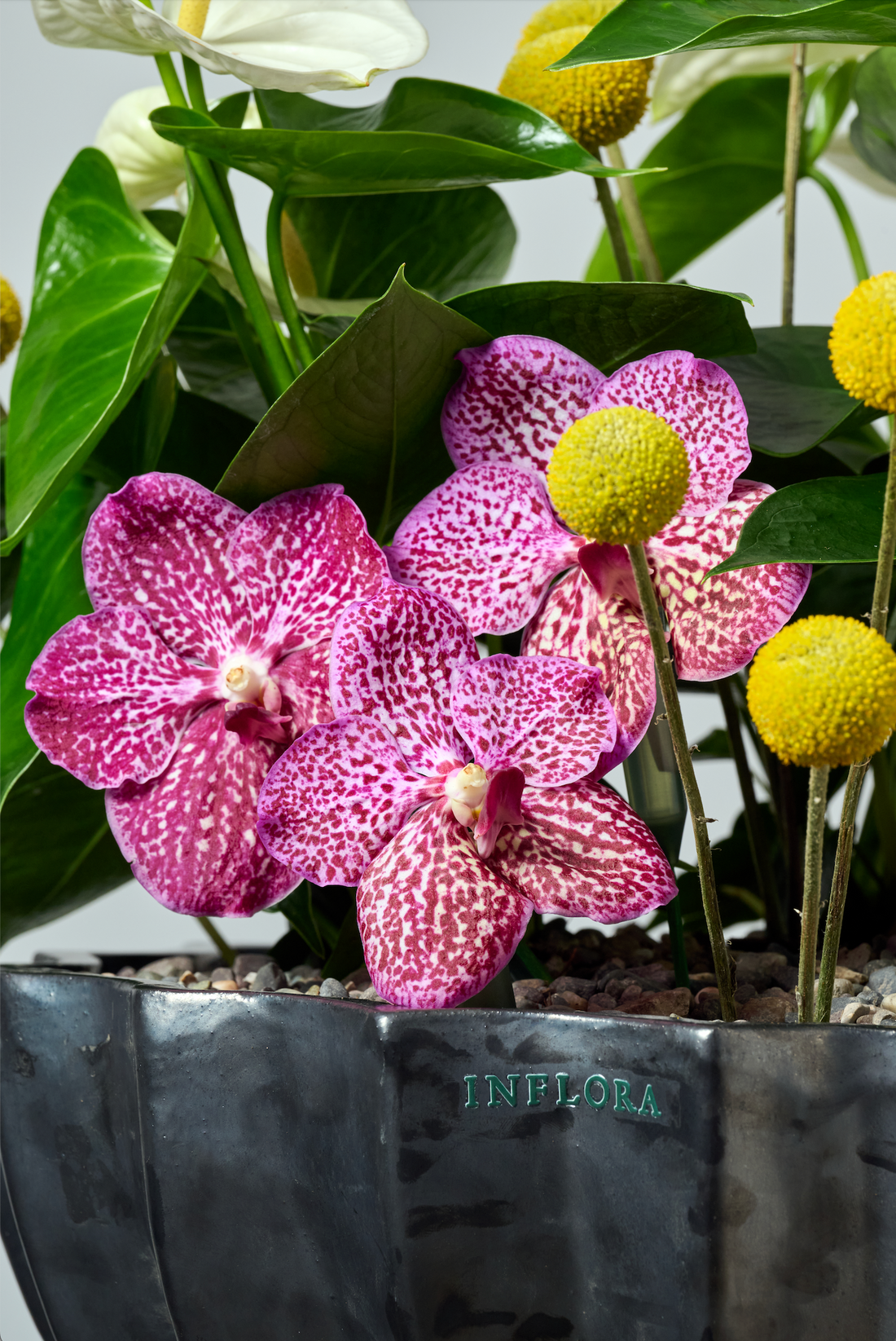 Jardín Botánico de Anthuriums + Craspedias & vandas