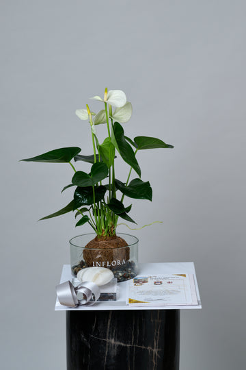 Kokedama Anthurium - Set de Condolencias