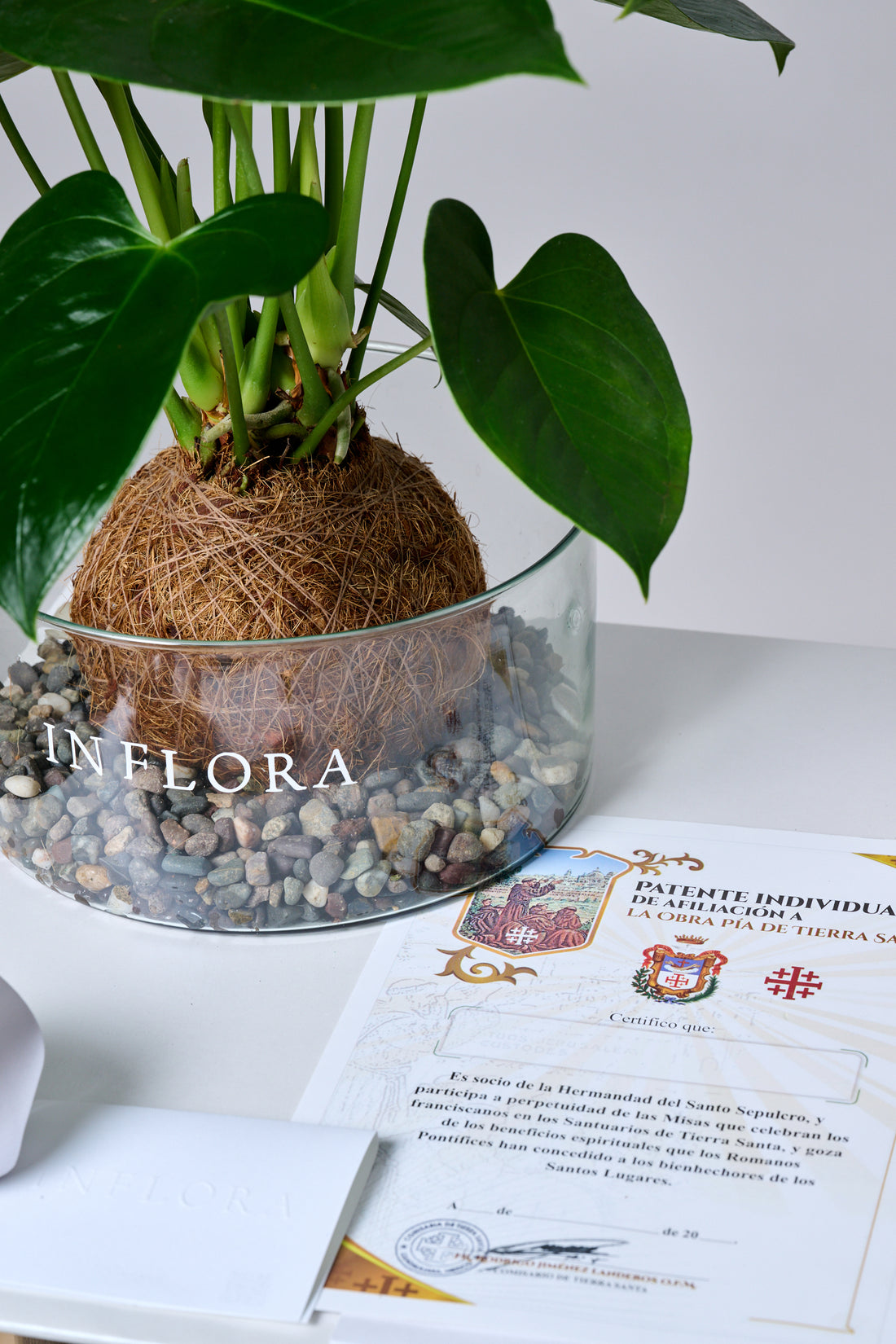 Kokedama Anthurium - Set de Condolencia