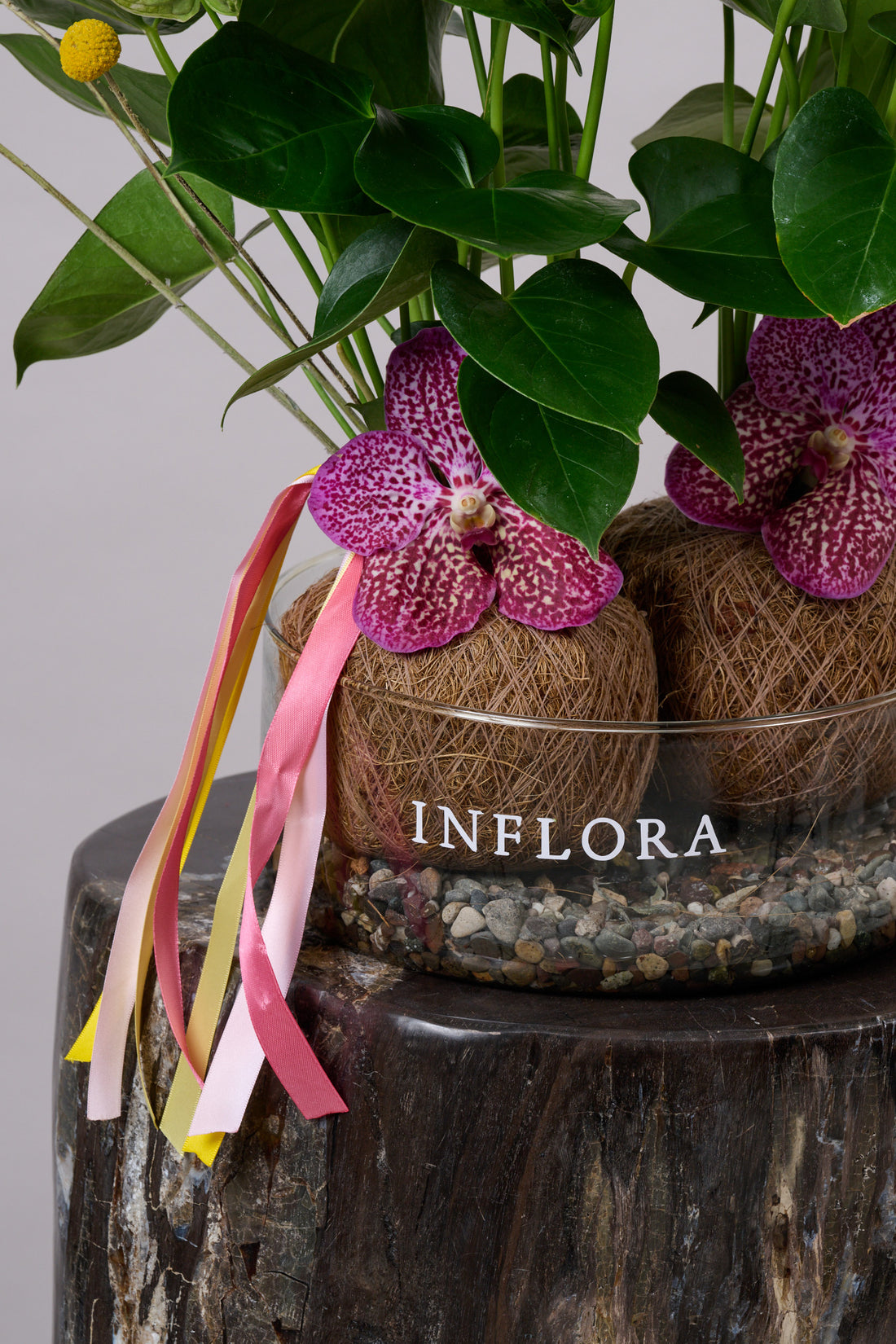 Kokedama Doble Anthurium + Craspedias & Vandas