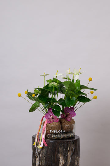 Kokedama Doble Anthurium + Craspedias & Vandas