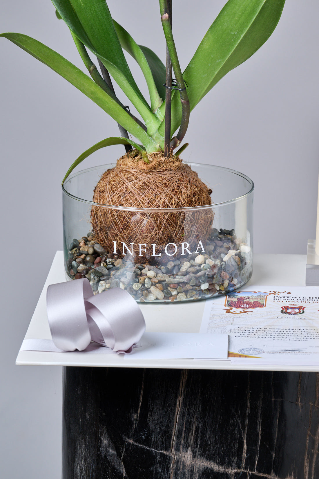 Kokedama Orquídea Blanca - Set de Condolencias