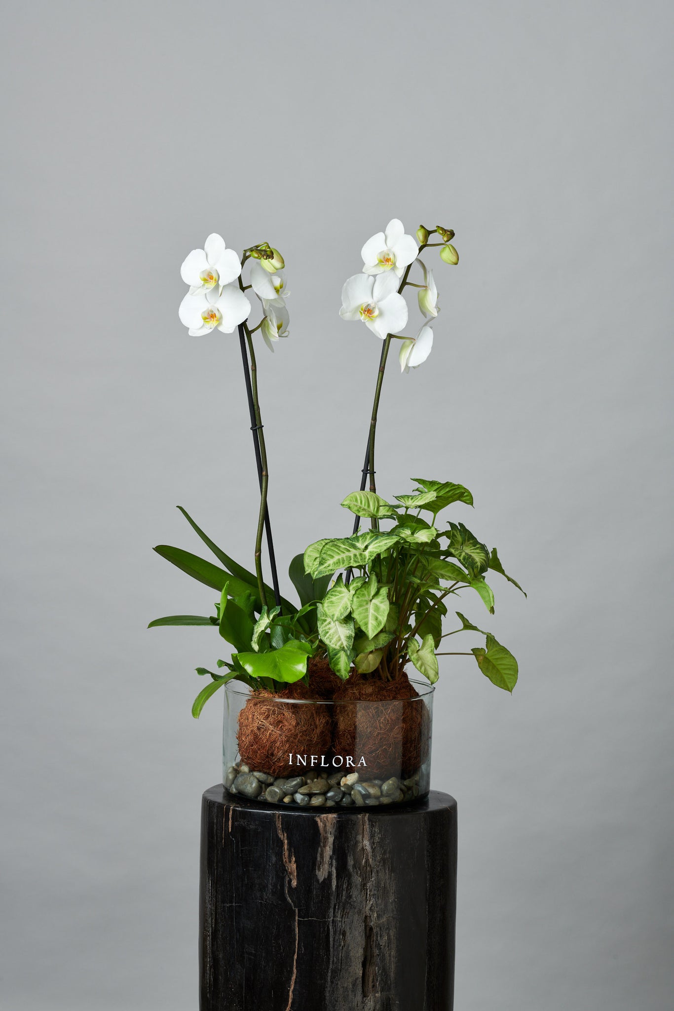 Triple Kokedama Blanca / Fucsia