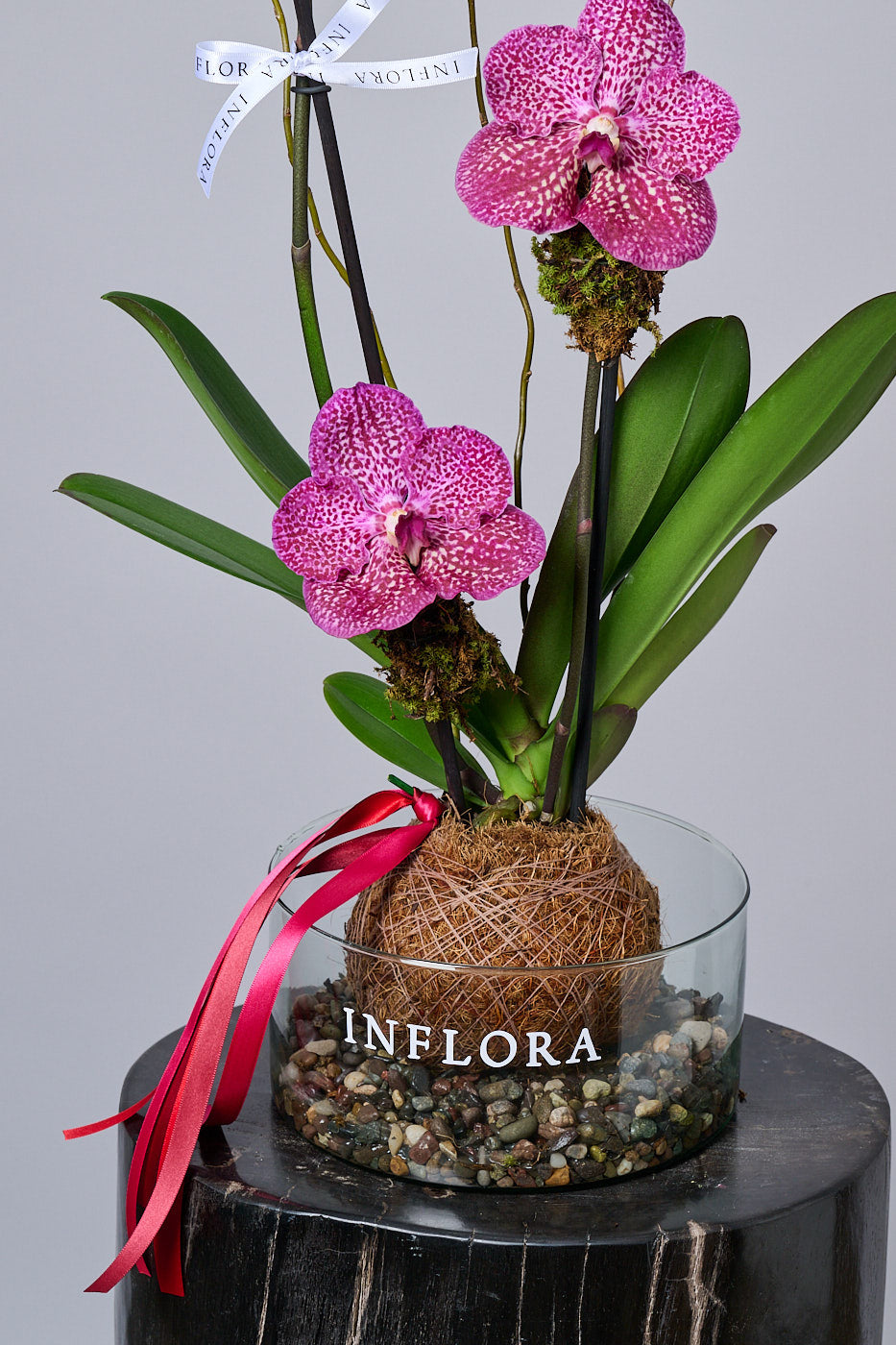 Kokedama Orquídea + Vandas