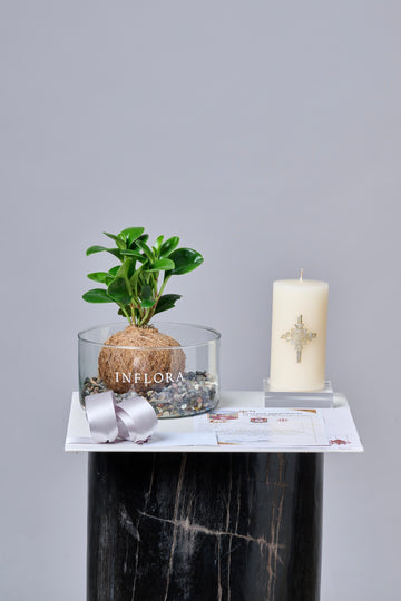 Kokedama Peperomia - Set de Condolencia