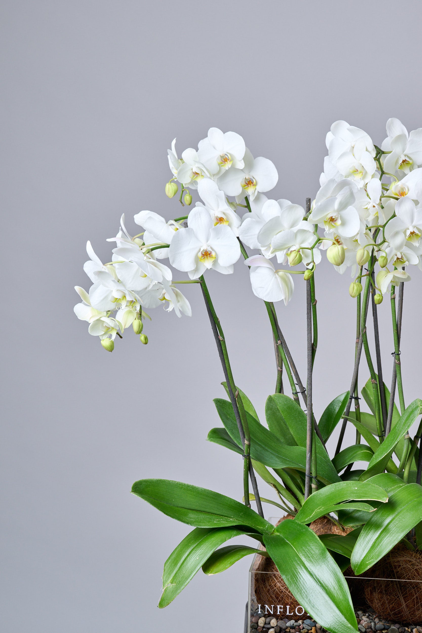 Kokedama Quintuple Orquídea – Regala Inflora