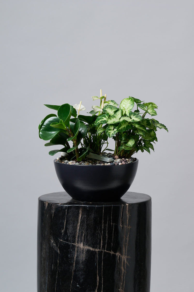 Plantas – Regala Inflora