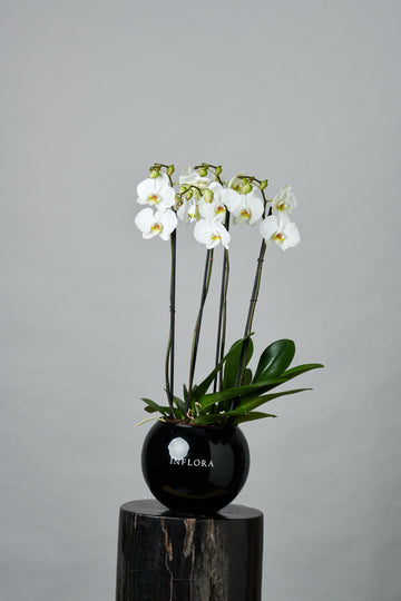 Orquídea Mediana Fucsia / Blanca