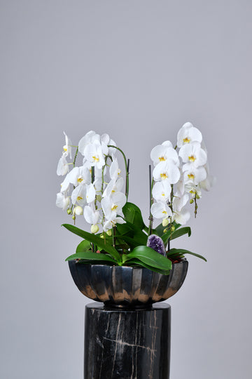 Waterfall Orchid